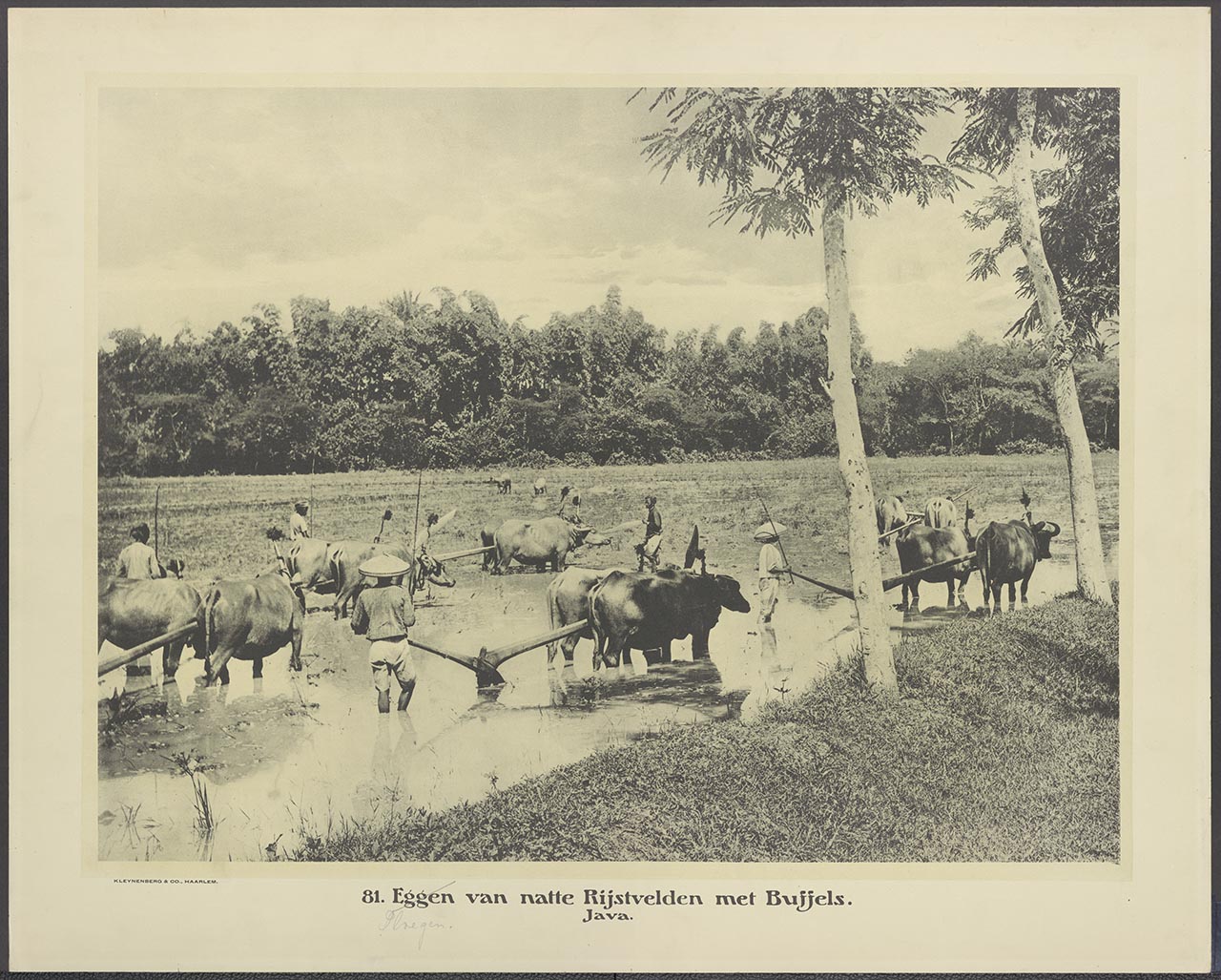 081. Eggen van natte Rijstvelden met Buijels. (Java)