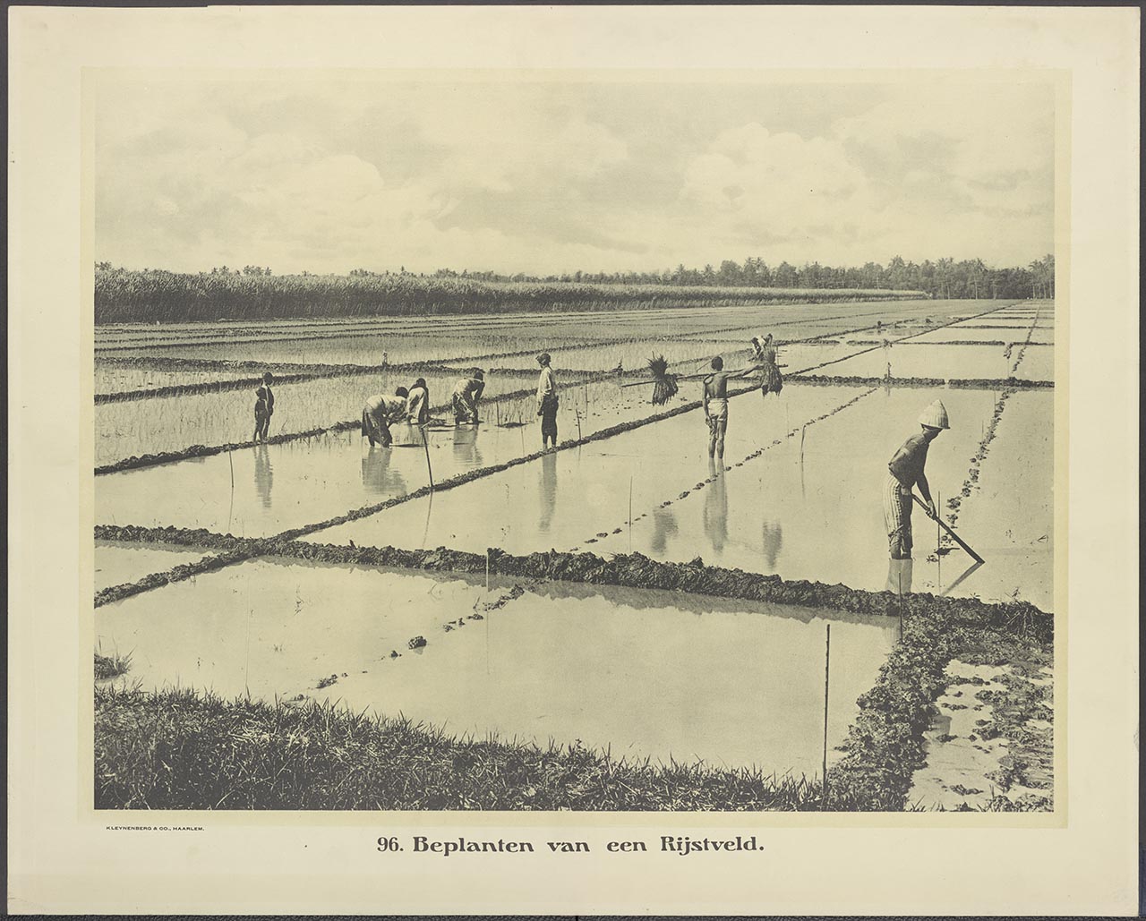 096. Beplanten van een Rijstveld.