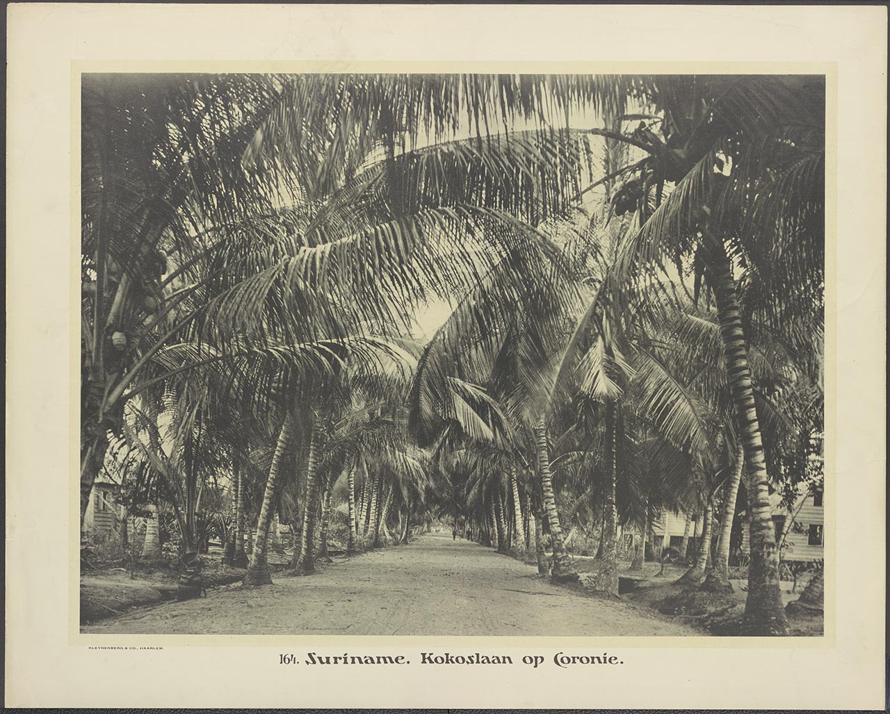 164. Suriname. Kokoslaan op Coronie.