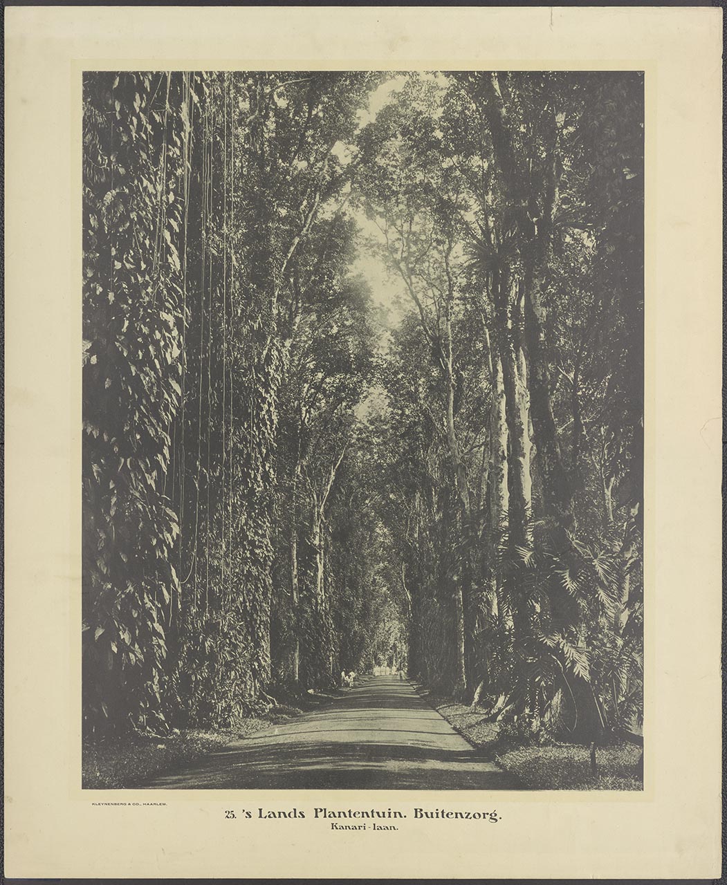025. 's Lands Plantentuin. Buitenzorg. Kanari-laan.