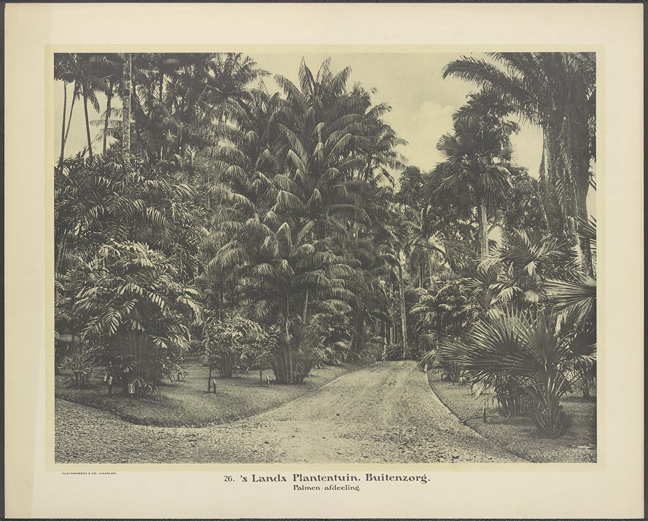026. 's Lands Plantentuin. Buitenzorg. Palmen-afdeeling.