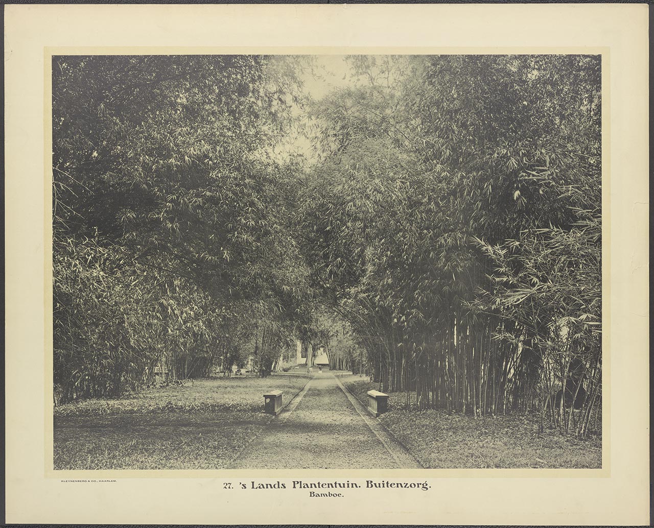 027. 's Lands Plantentuin. Buitenzorg. Bamboe.