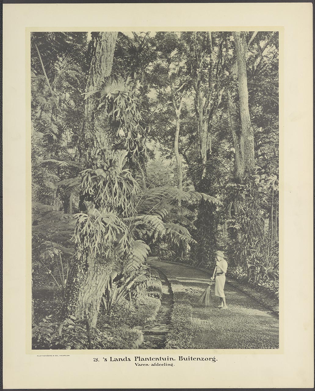 028. 's Lands Plantentuin. Buitenzorg. Varen-afdeeling.