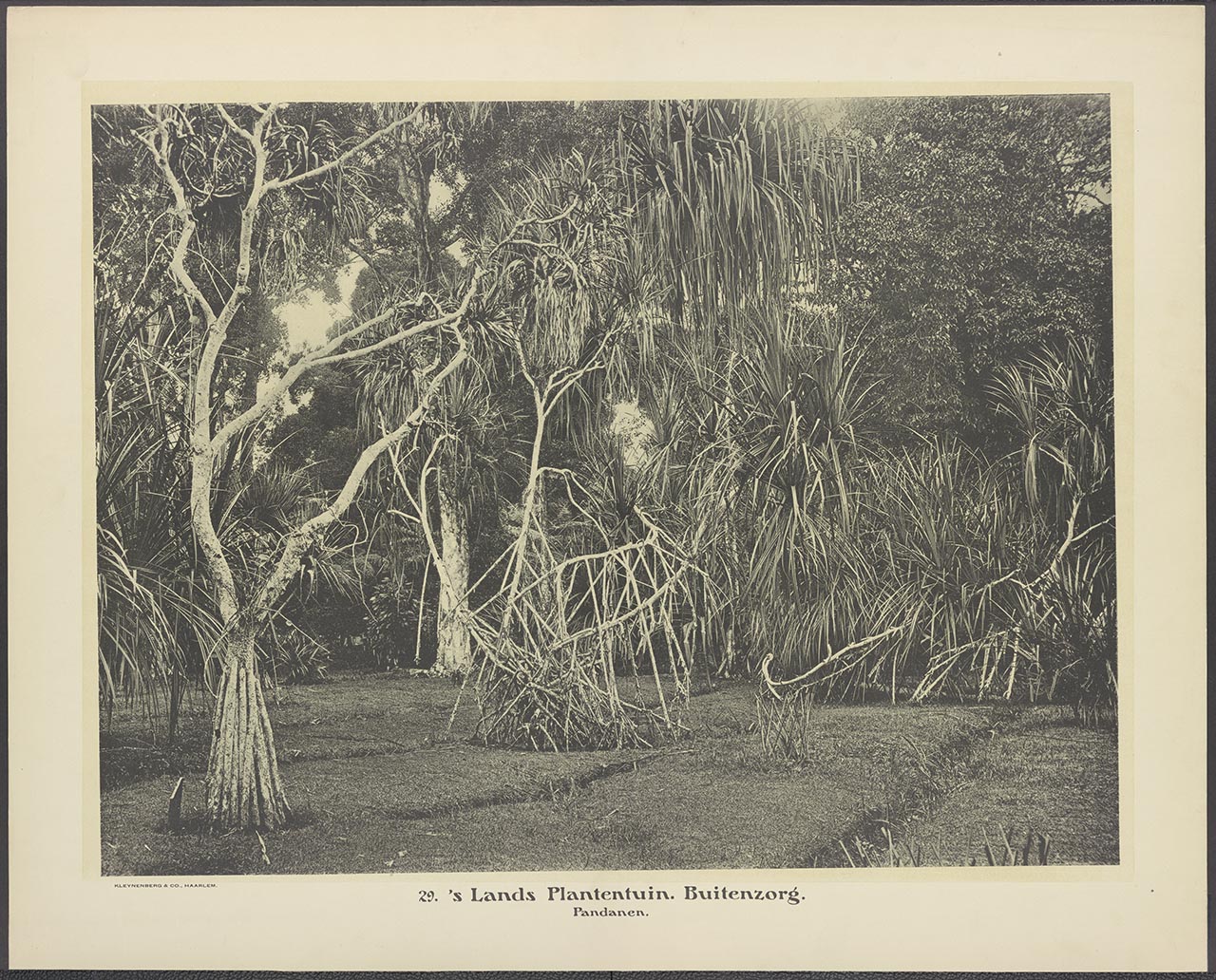 029. 's Lands Plantentuin. Buitenzorg. Pandanen.