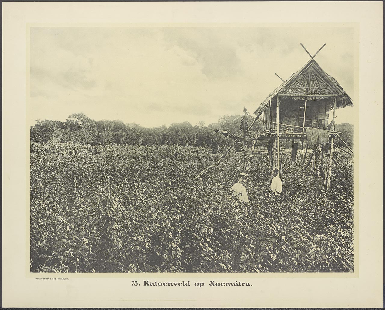 075. Katoenveld op Soemátra.