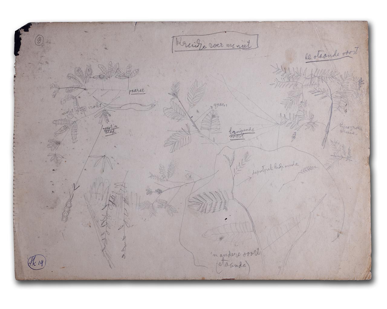 Sudjojono's sketch (pencil)