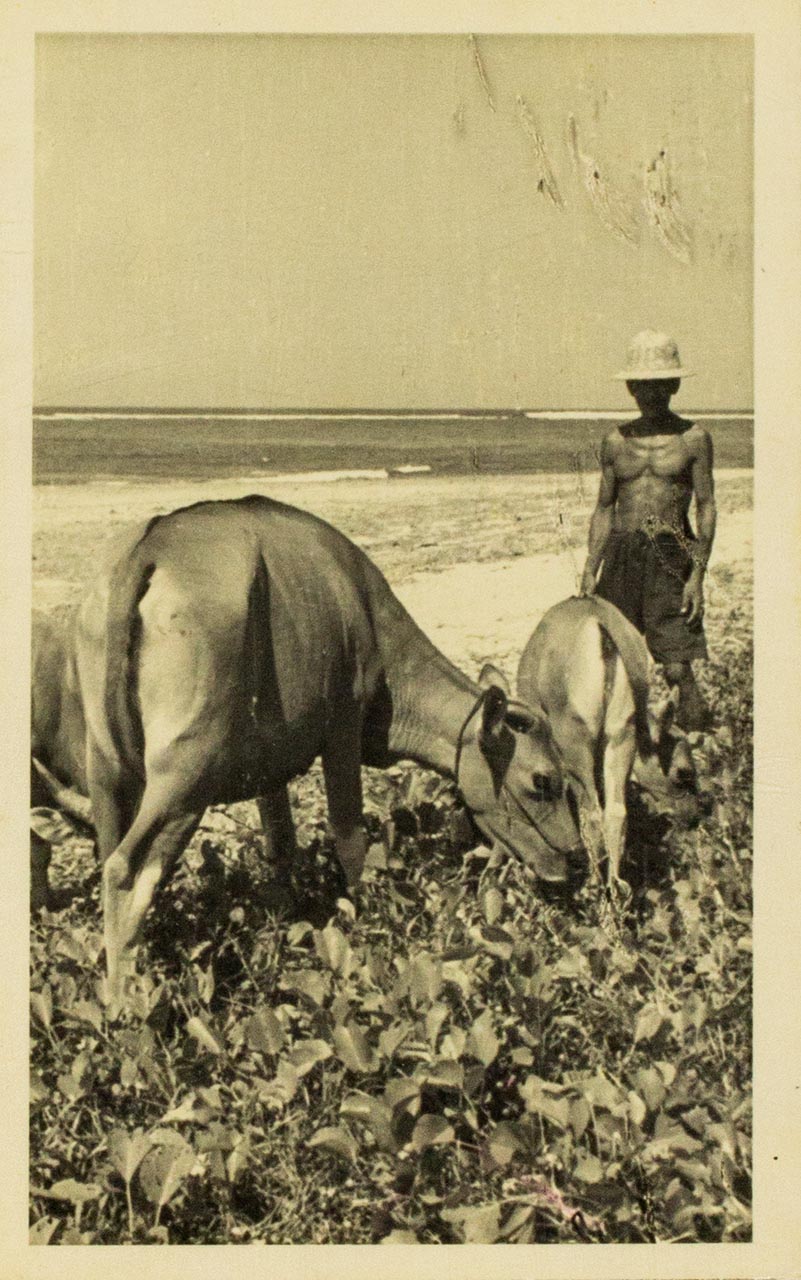 Man and his cattle on beach, East Coast Malaysia