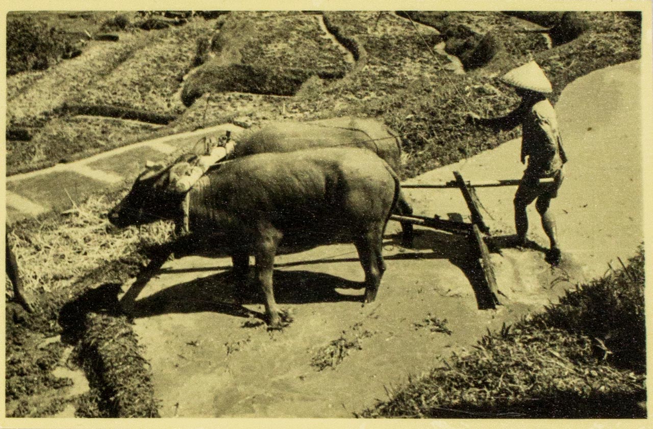 Balinese farmer ploughing paddy field with his buffalos - aChen Chong Swee's travel photo