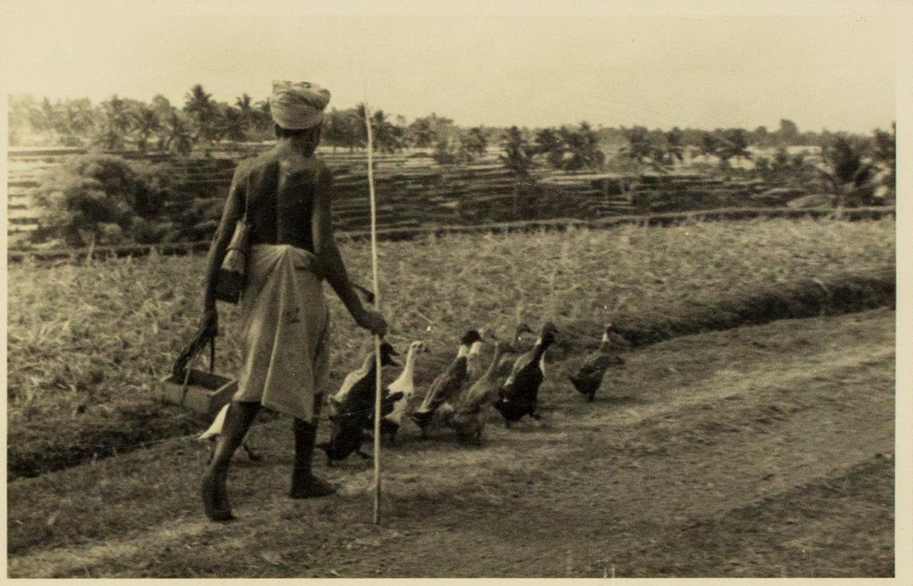 Balinese farmer