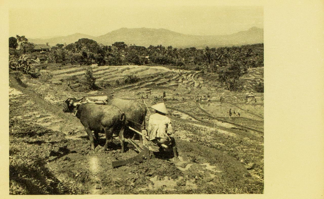 Balinese rice fields and farmers at work - Chen Chong Swee's travel photo