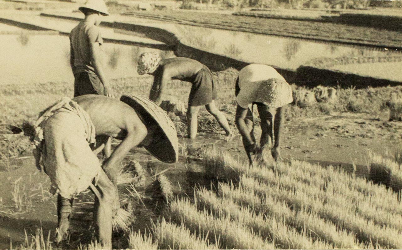 Balinese farmers at work - Chen Chong Swee's travel photo