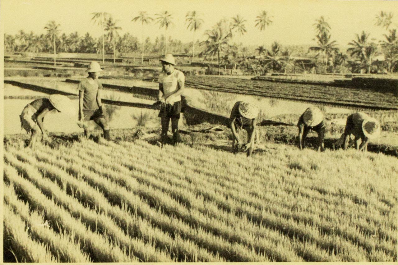 Transplanting of rice in Bali