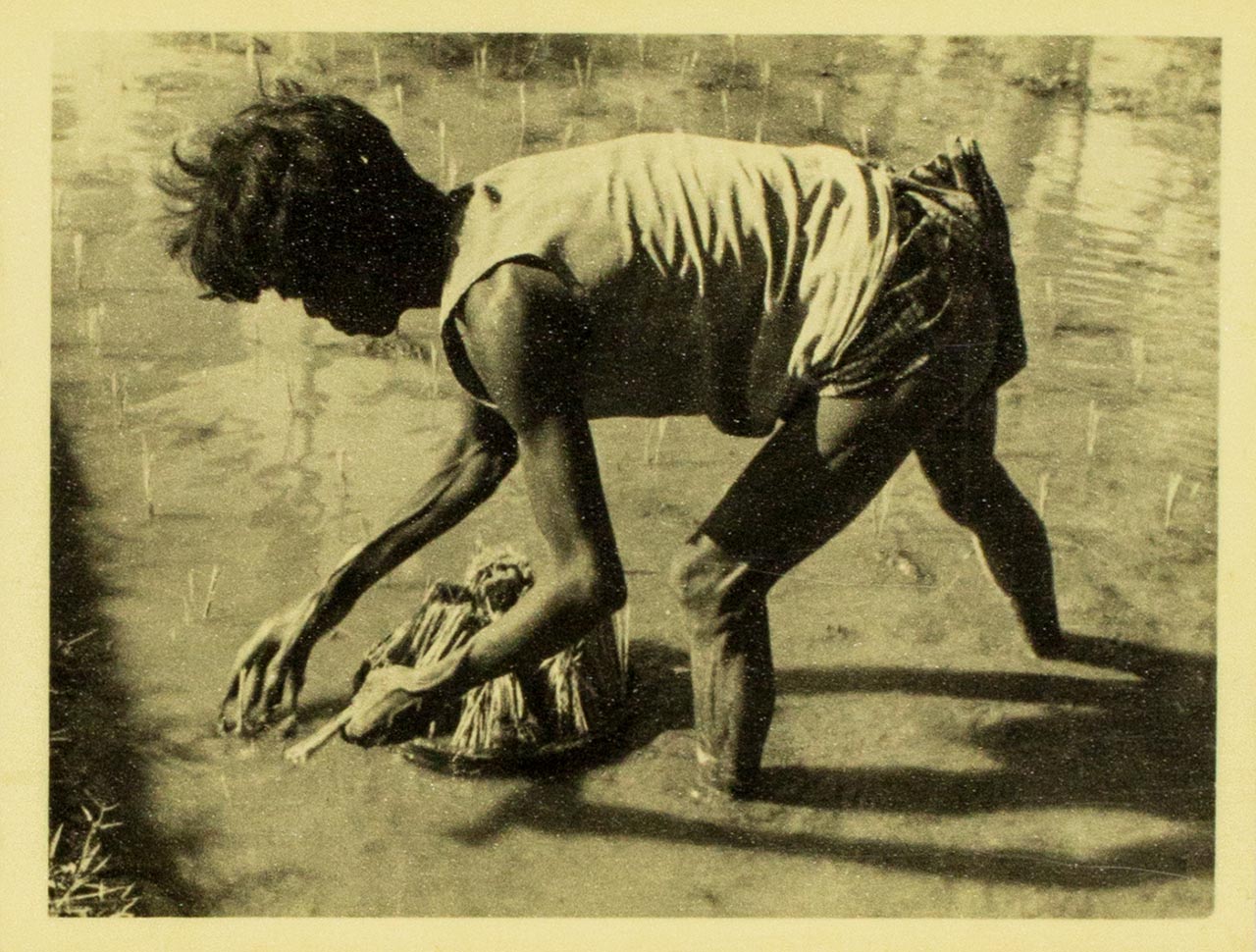 Transplanting of rice in Bali