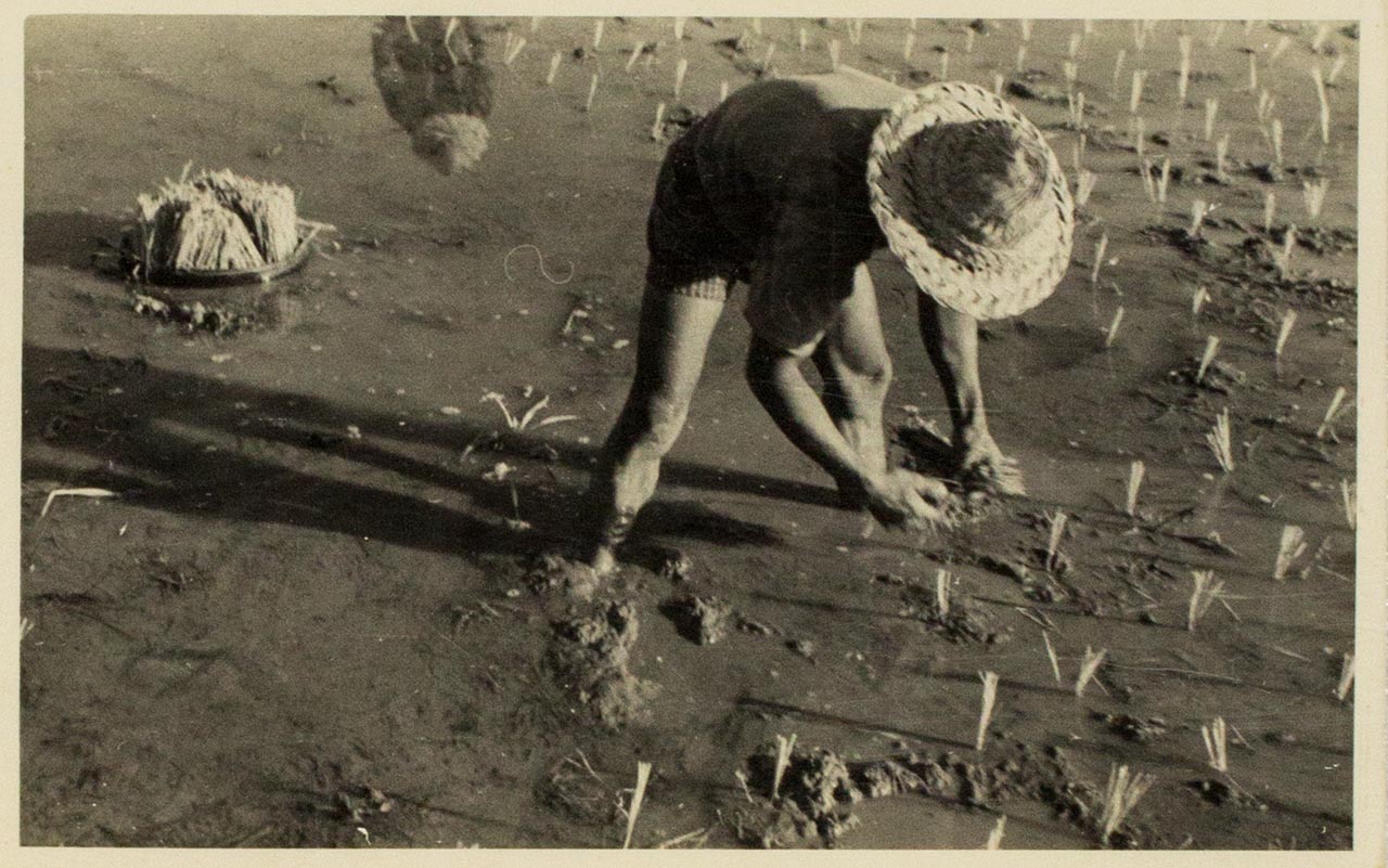 Transplanting of rice