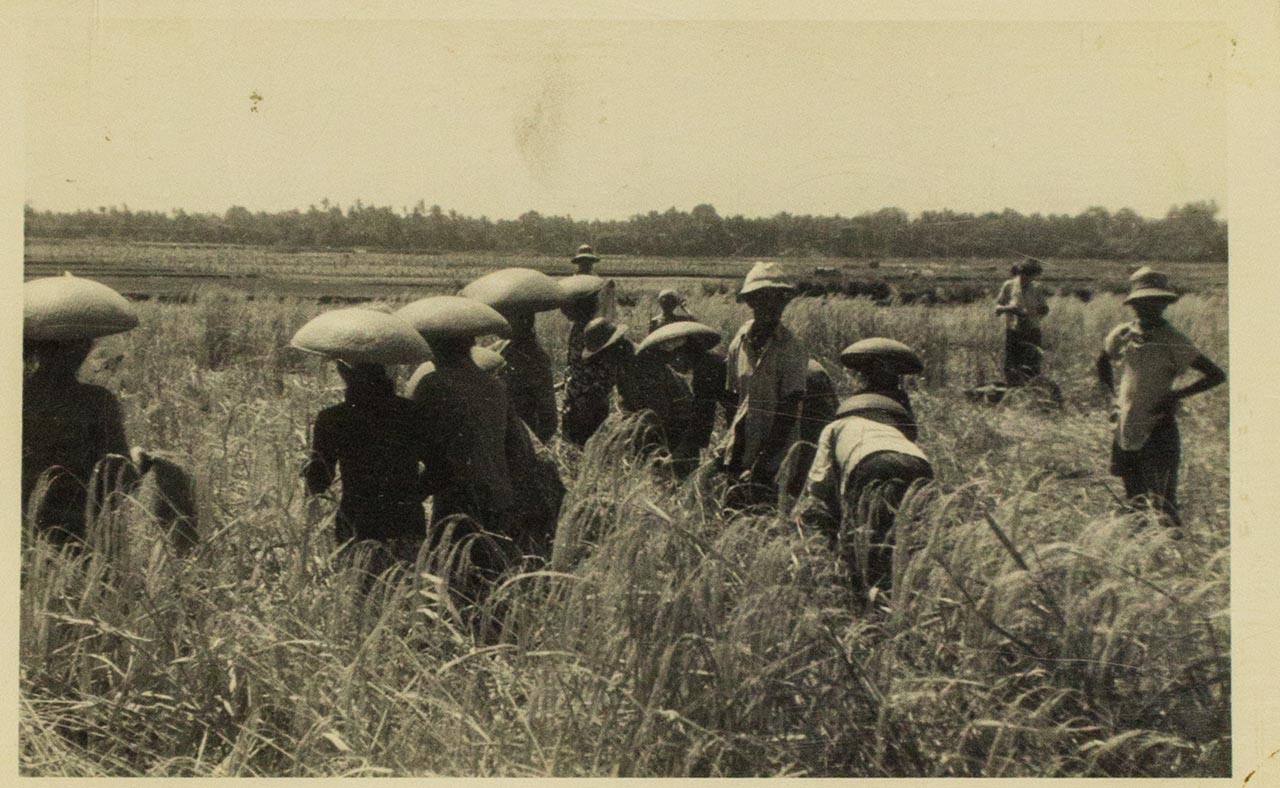 Harvesting of rice in Bali