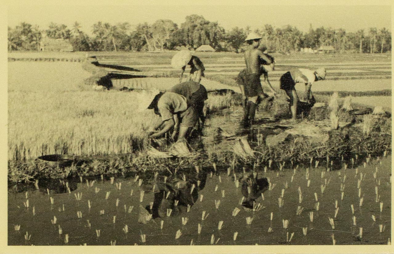 Transplanting of rice in Bali