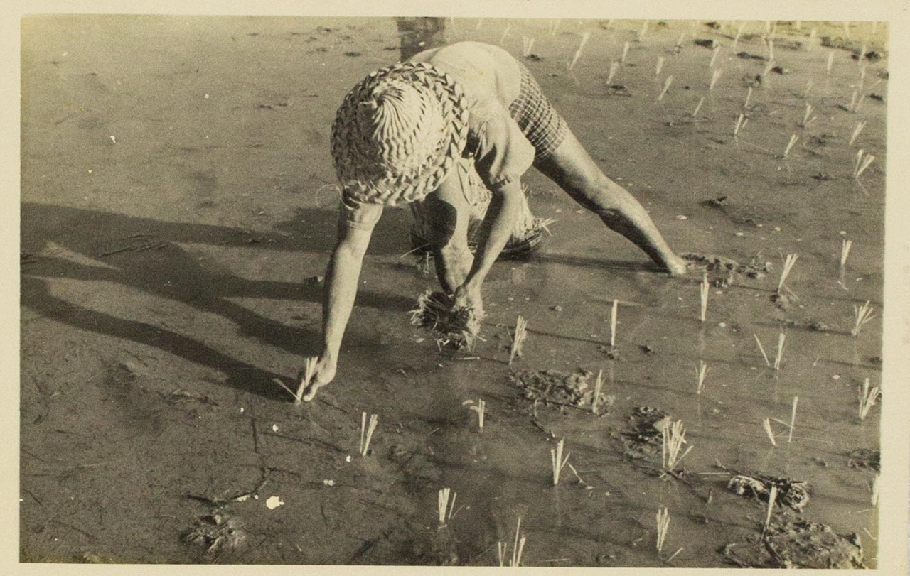 Transplanting of rice in Bali