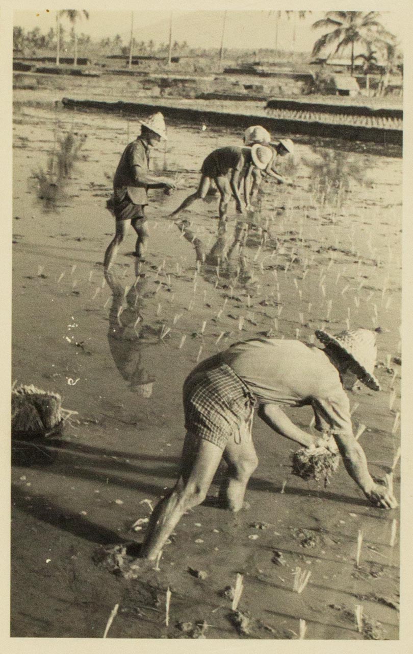 Transplanting of rice in Bali