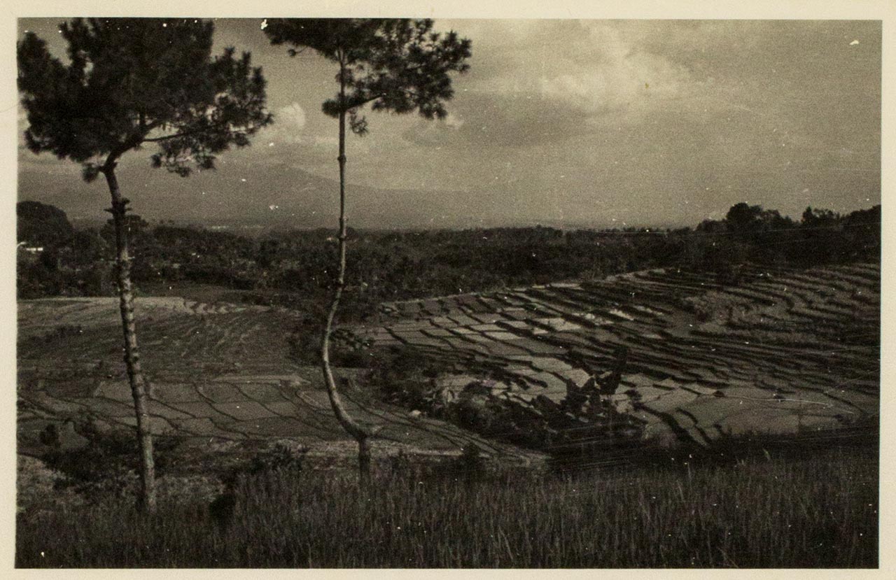 Balinese rice fields - Chen Chong Swee's travel photo