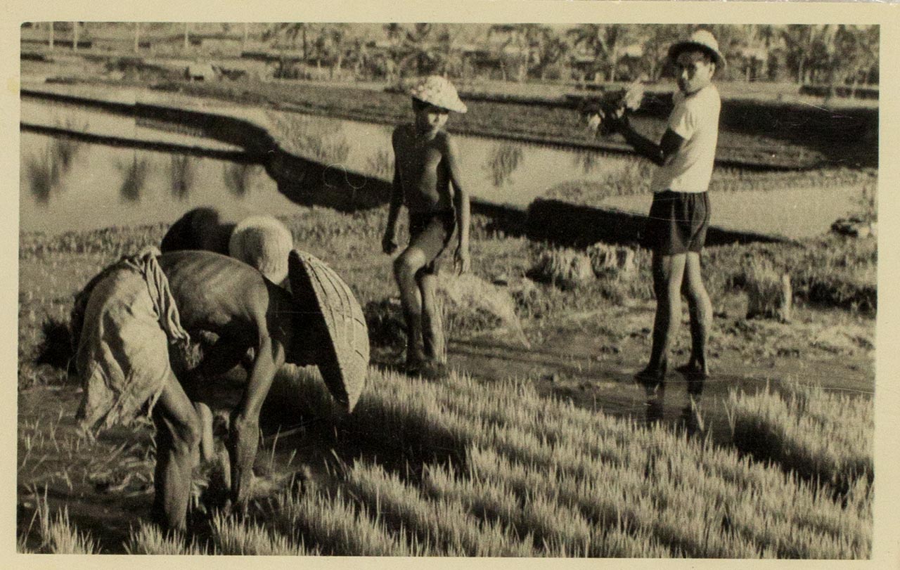 Balinese farmers gathering rice seedlings