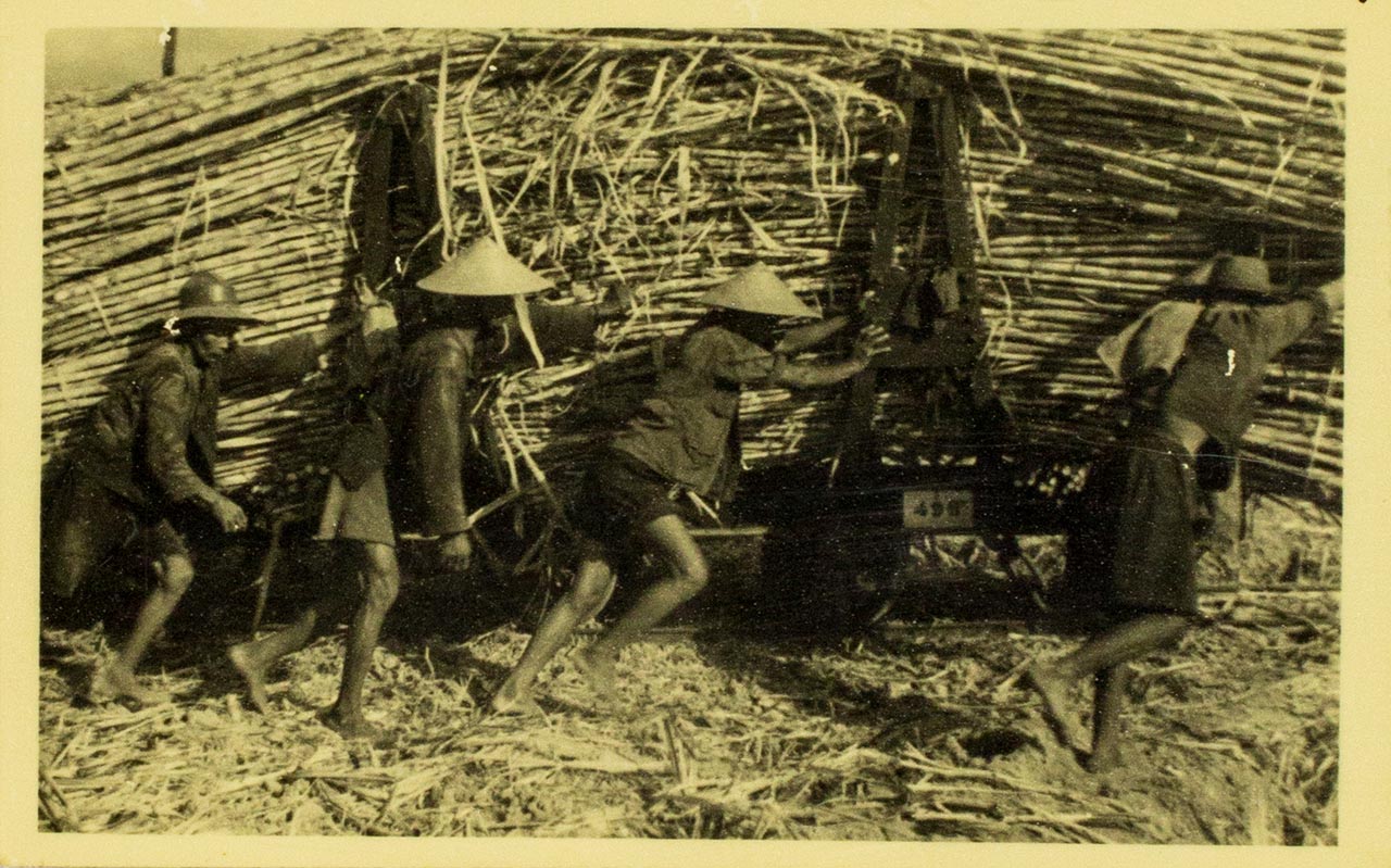 Sugarcane, Klaten - Chen Chong Swee's travel photo