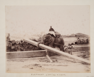 Elephant at Work