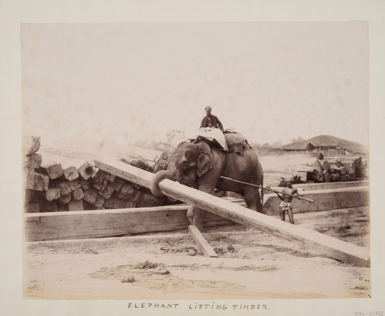 Elephant at Work