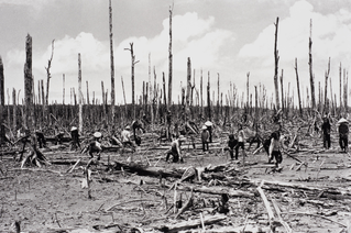 Making the Nam Can mangrove forest green again after the Americans sprayed the toxic chemicals