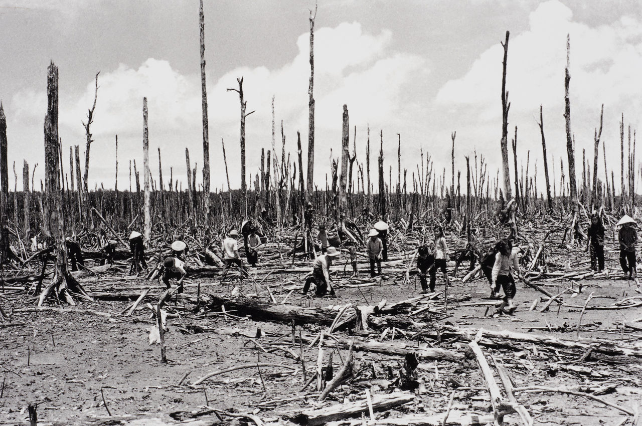 Making the Nam Can mangrove forest green again after the Americans sprayed the toxic chemicals