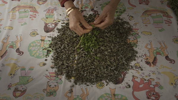 Foragers