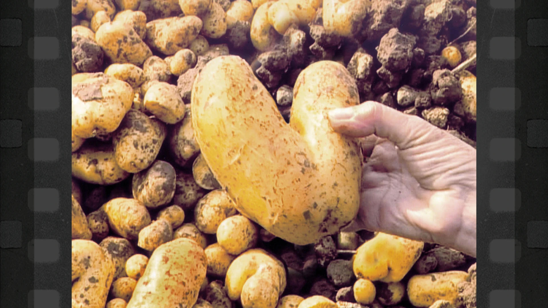 The Gleaners and I (Les glaneurs et la glaneuse)