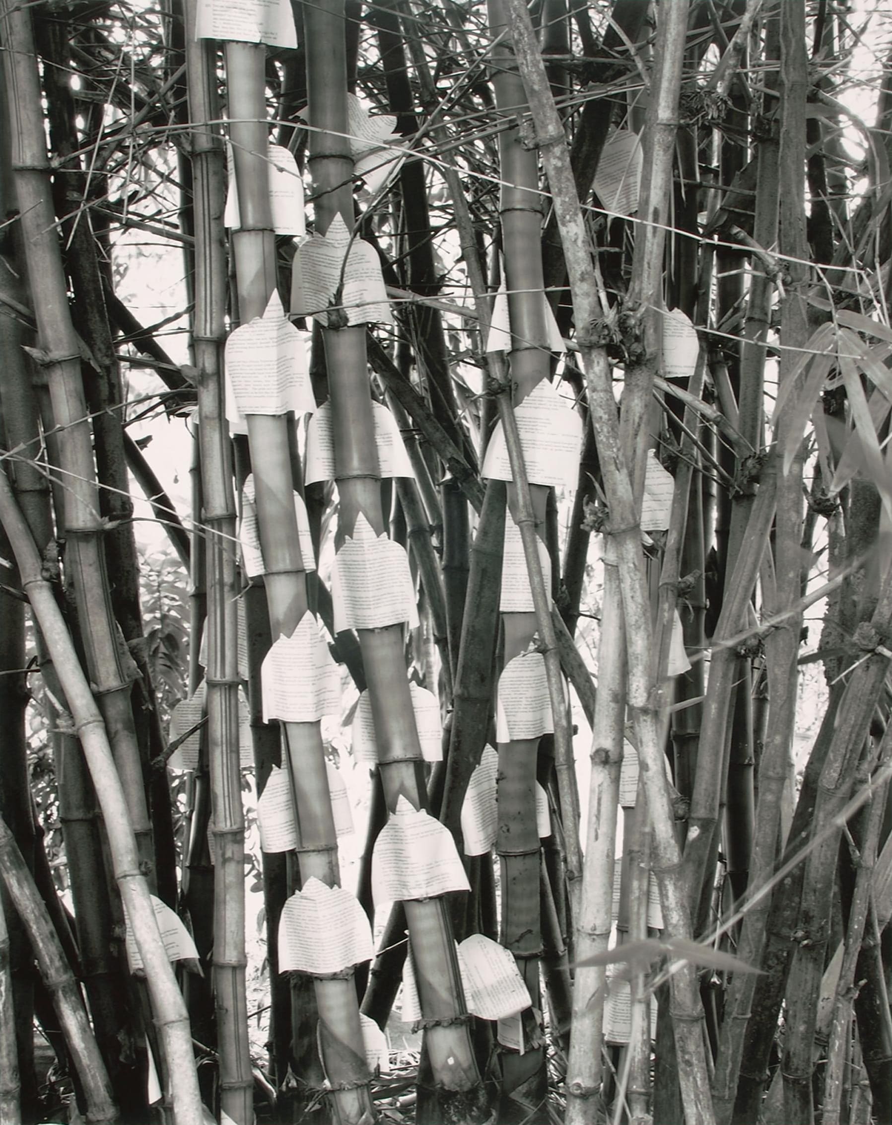  Black and white photograph of a bamboo tree with paper attached, titled "Forest" by Simryn Gill.