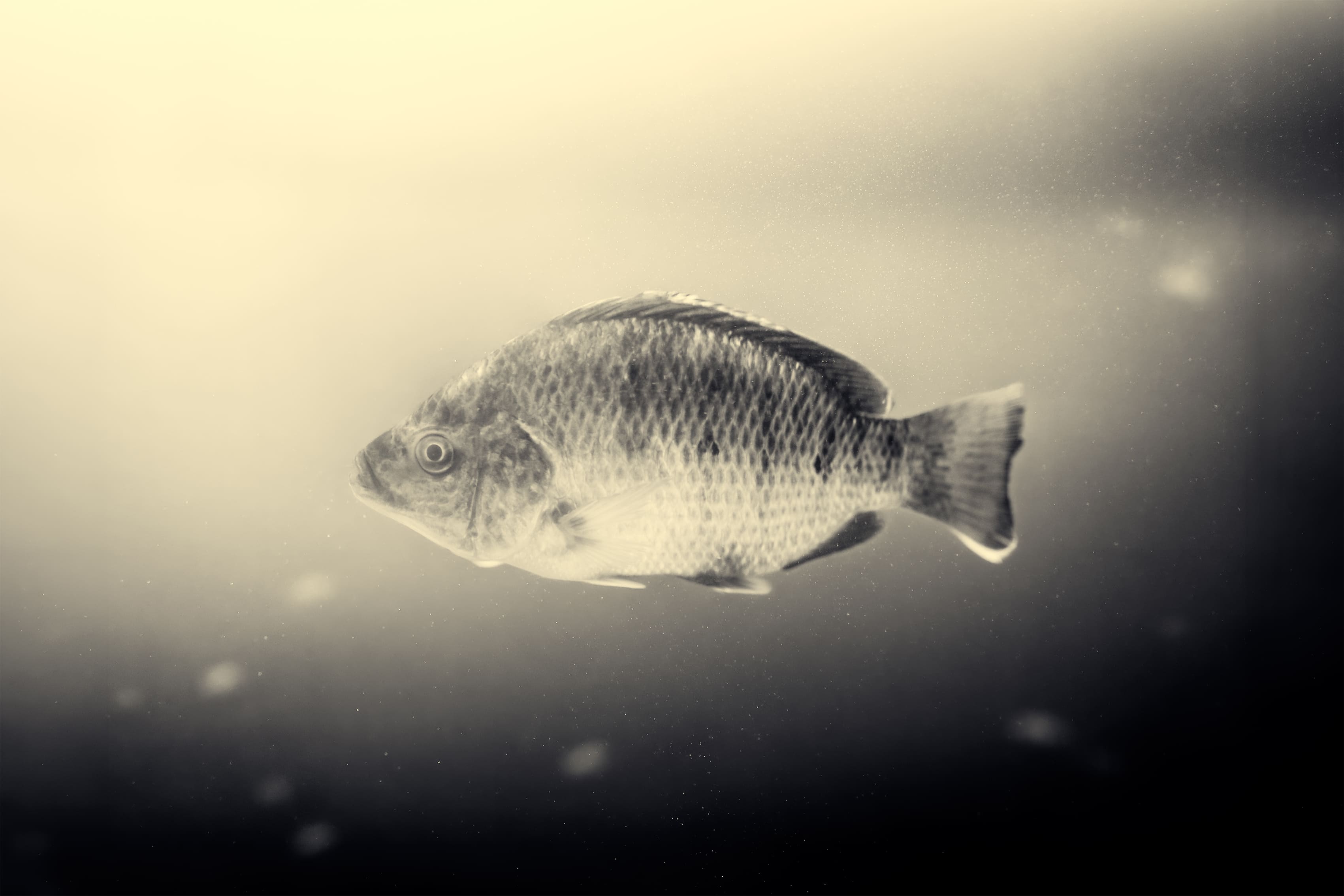  A close-up of a fish gliding through water, with light filtering through, highlighting its scales and the surrounding aquatic environment.